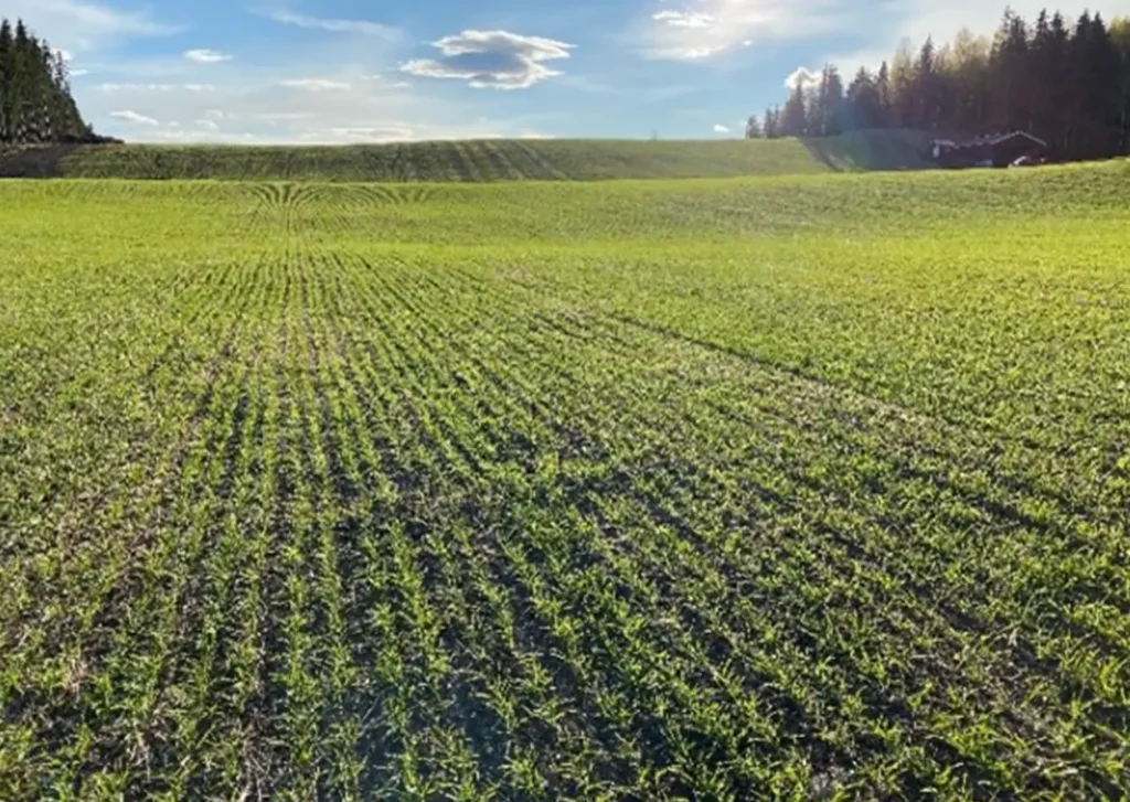 Et felt med trær i bakgrunnen, som ligger i Tyskland.